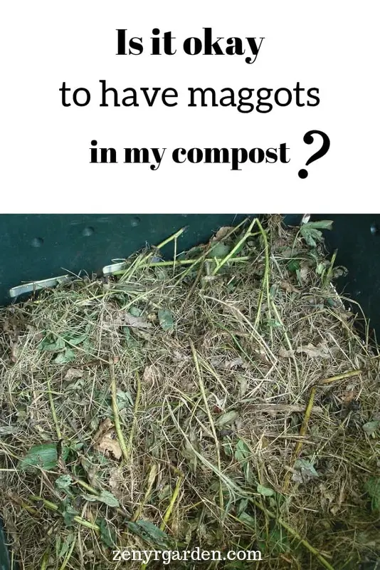 Are Maggots Okay to Have in A Compost?